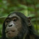 chimpanzees-in-bwindi