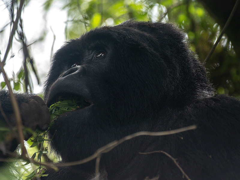 gorillas-be-found