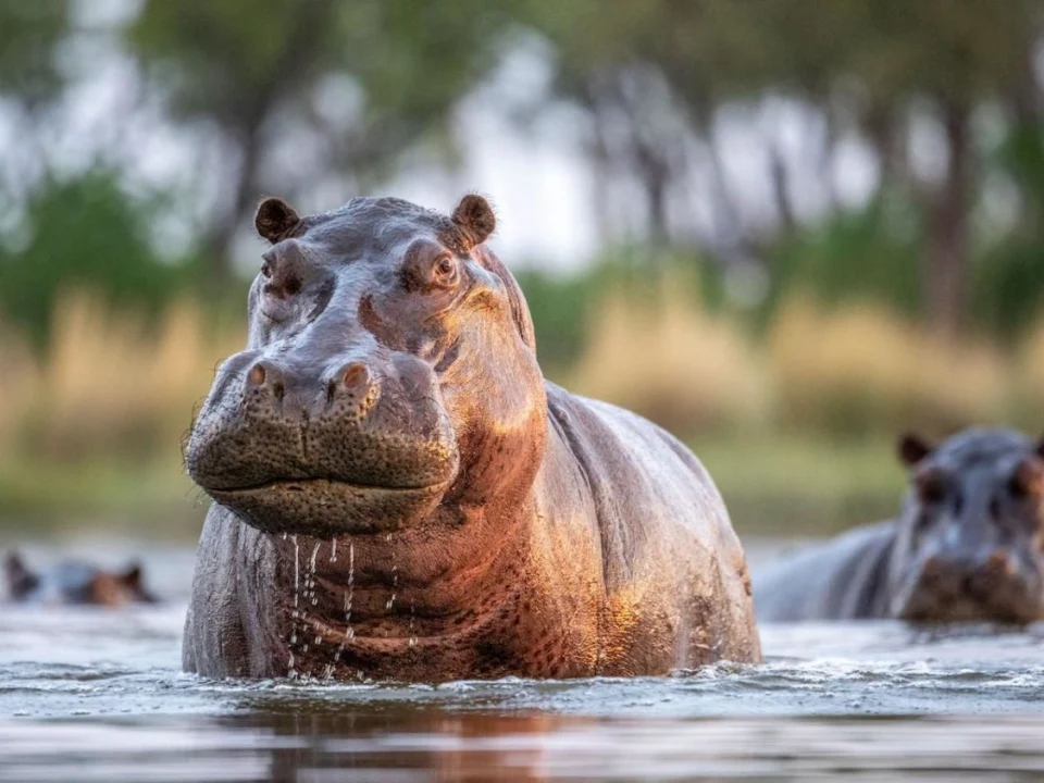 facts-about-hippos