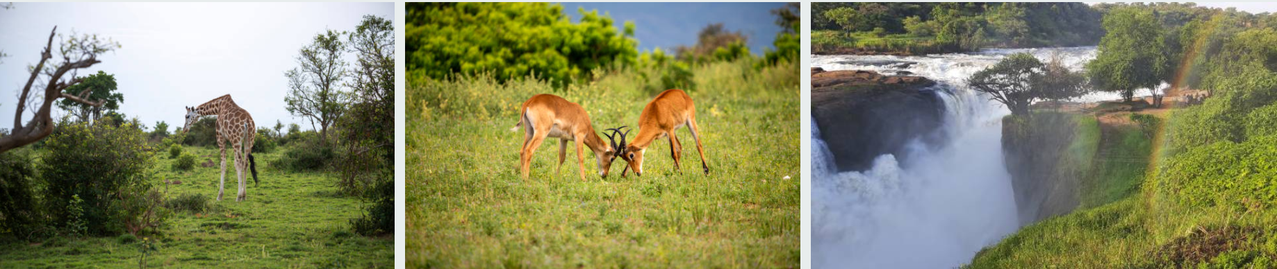 Breathtaking Murchison Falls with wildlife, savannah, and the powerful Nile River.