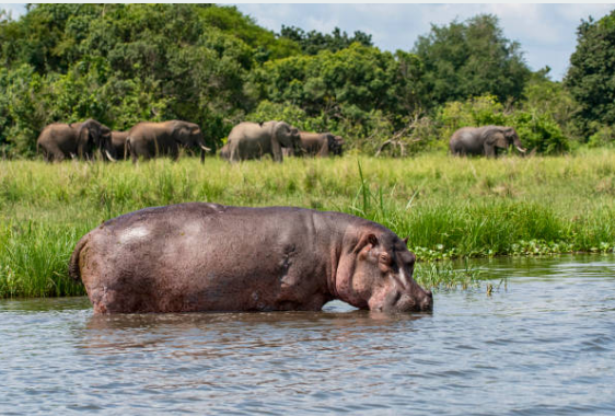 Lions, elephants, and the mighty Nile at Murchison Falls National Park, Uganda