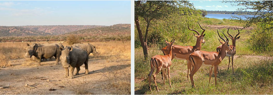 Wildlife safari jeep spotting giraffes during 1-Day Akagera National Park adventure