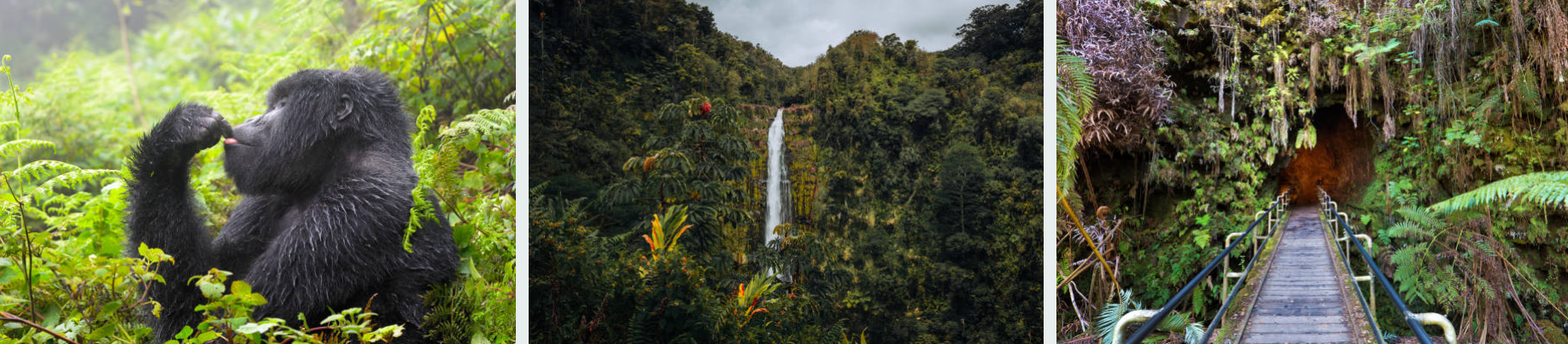 A small group of trekkers observing a mountain gorilla family in its natural forest habitat