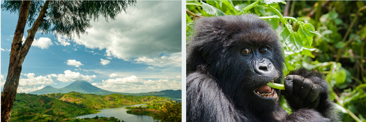 Tourists watch gorillas and wildlife during a 10-Day Uganda Rwanda Safari adventure.”