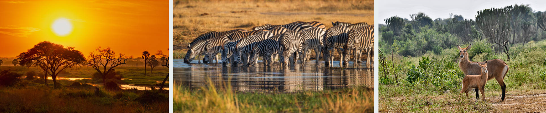 12-Day Best Uganda Wildlife Safari with gorillas and game drives