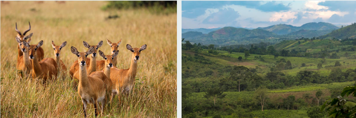 Tourists on Uganda Rwanda safari spotting gorillas, chimpanzees, and wildlife herds
