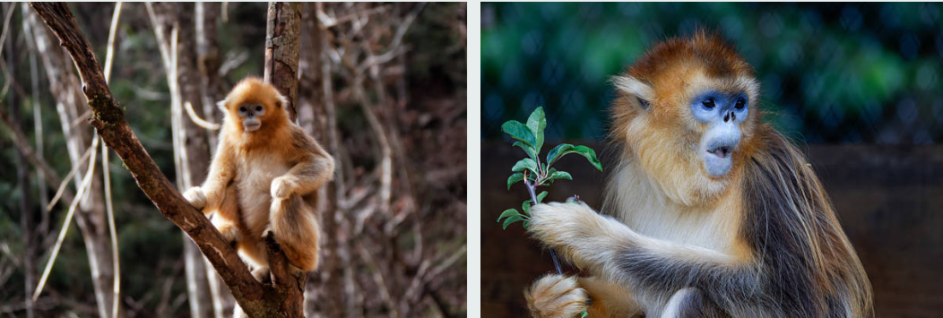 A large golden monkey with orange-gold fur eating bamboo shoots on a mossy branch.