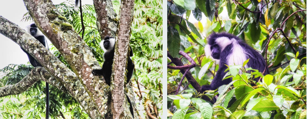 Chimpanzees in Nyungwe rainforest trekking adventure