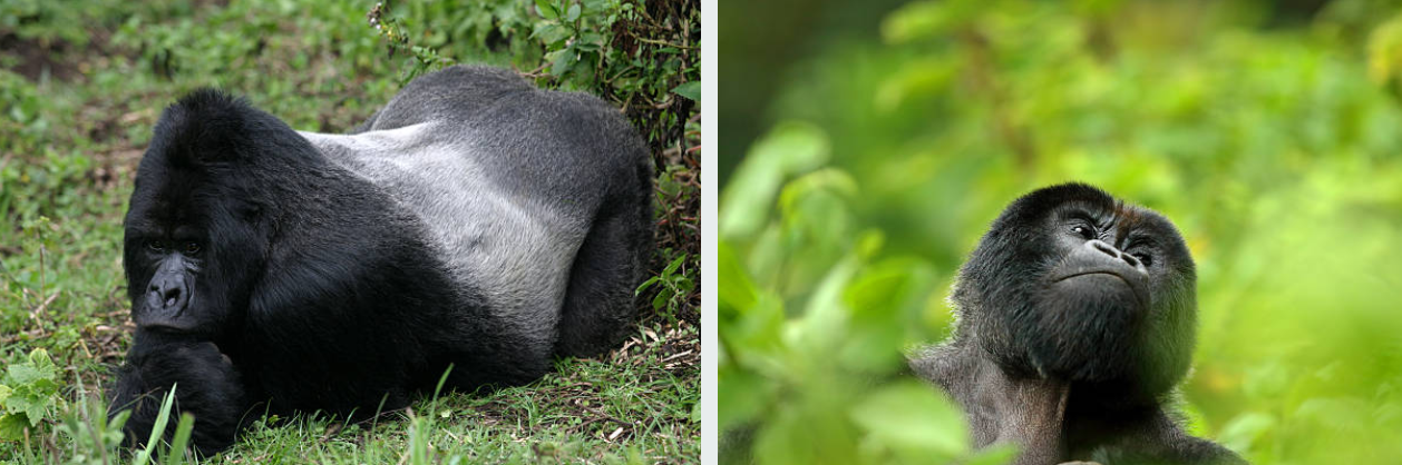 Mountain gorillas in Volcanoes National Park during 3-Day Rwanda Gorilla And Dian Fossey Hike.