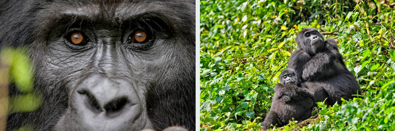 Group trekking through Bwindi forest to see mountain gorillas up close.