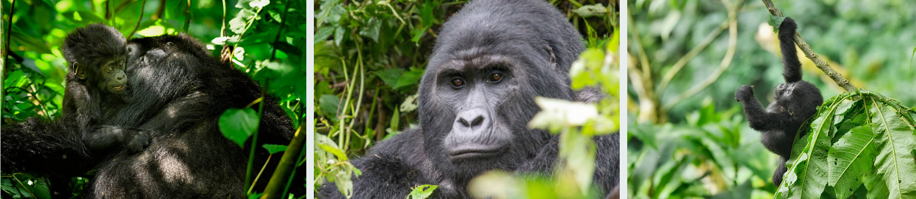 ountain gorilla in Mgahinga during a thrilling 3-day trekking adventure