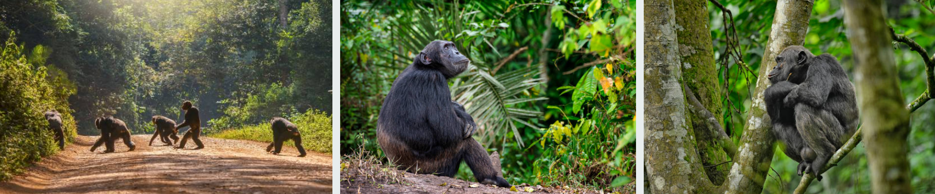 Chimpanzee trekking in Kibaale Forest with guided walks and wildlife sightings