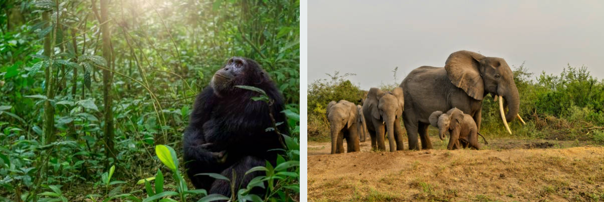 4-Day Uganda Rwanda Safari with gorillas, chimpanzees, elephants, and scenic African landscapes.
