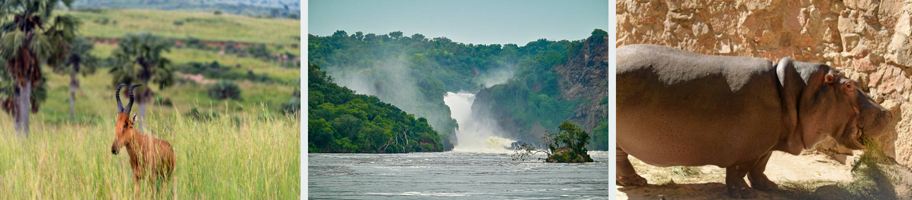 4-Day Safari Murchison Falls wildlife, boat cruise, and scenic waterfall adventure