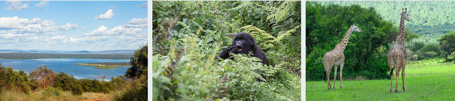 as resting in the lush rainforest of Volcanoes National Park