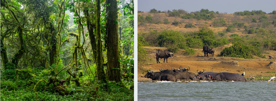 Mountain gorillas in Uganda forest and wildlife safari scenery in Rwanda landscapes