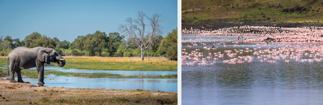 Giraffes grazing in lush Arusha National Park, Tanzania