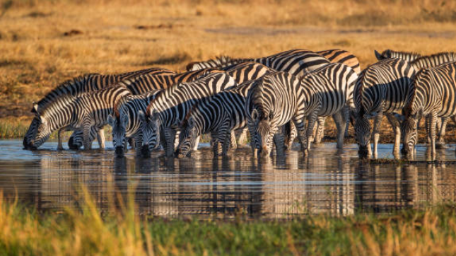 10-Day Uganda Rwanda Safari offers gorilla trekking, chimpanzees, and thrilling wildlife adventures across Uganda and Rwanda.
