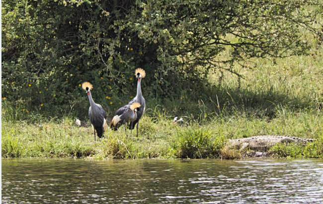 7-Day Uganda Rwanda Safari offers gorilla trekking, game drives, and cultural experiences for an unforgettable East African adventure