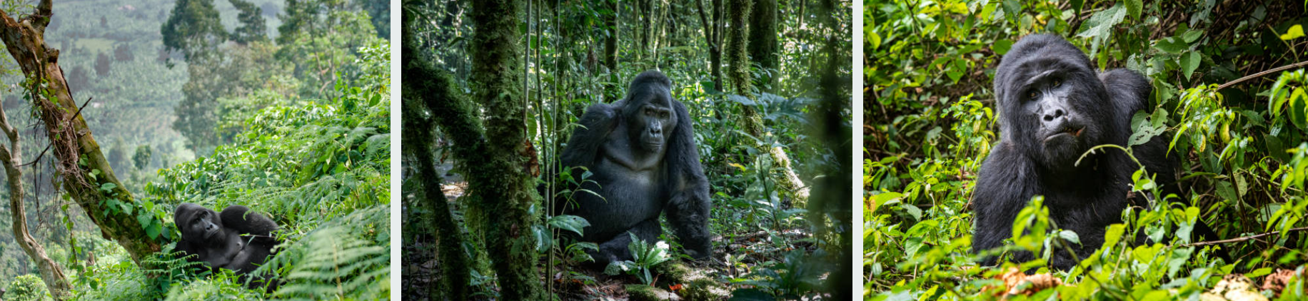 Gorilla trekking and Lake Bunyonyi 3-day safari adventure in Uganda's wilderness
