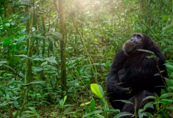 Uganda safari adventure with gorillas, lions, and scenic Nile cruises