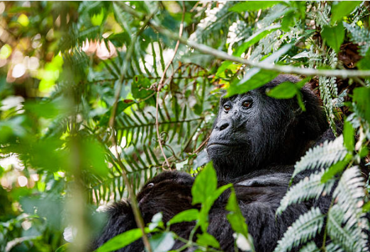 Mgahinga Gorilla National Park in Uganda—home to mountain gorillas, golden monkeys, and volcanic hikes