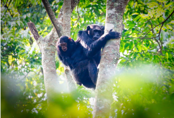 2-Day Nyungwe National Park offers chimp trekking, canopy walks, and stunning rainforest scenery in Rwanda