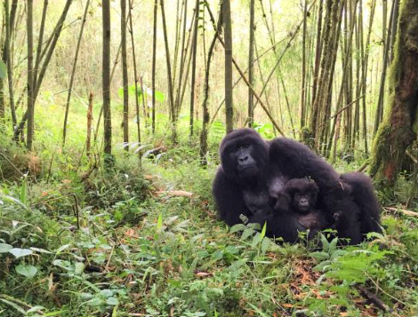 10-Day Uganda Rwanda Wildlife Safari explores gorillas, chimpanzees, Big Five game drives, and cultural experiences.
