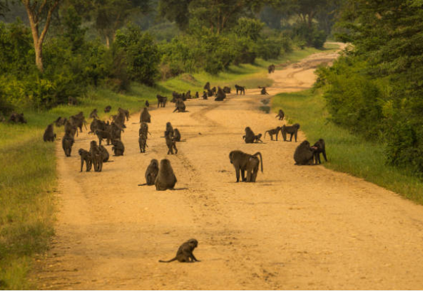 14-Day Uganda Rwanda Safari exploring gorillas, chimpanzees, Big Five, lakes, and culture for an unforgettable East African experience