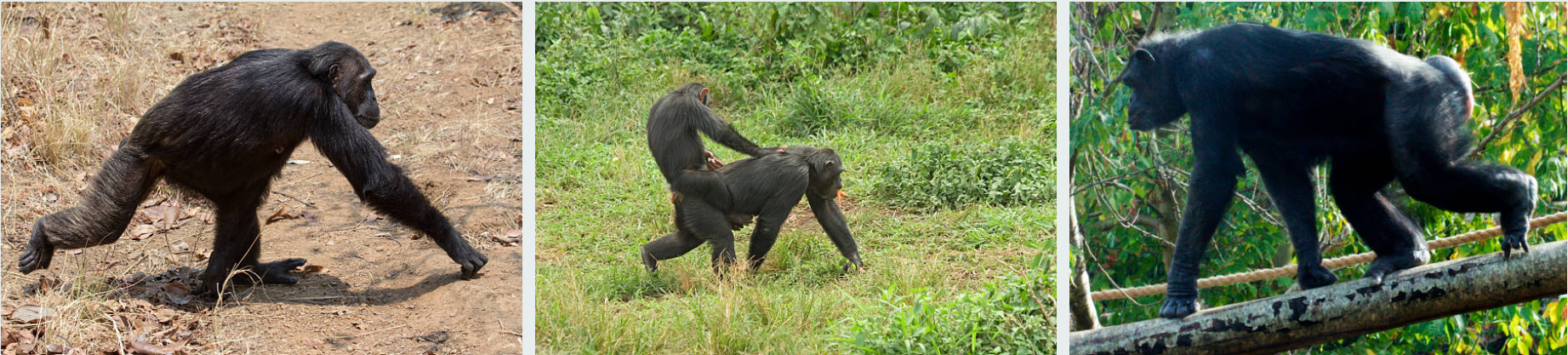 Tourists enjoying chimpanzee tracking experience in Uganda’s lush tropical forest habitat