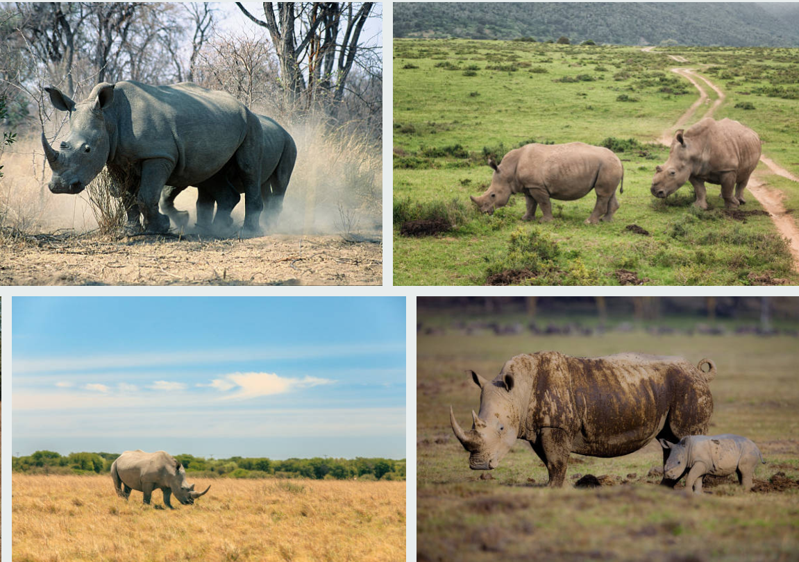 Rhino tracking safari in Uganda, observing rhinos in their natural habitat.