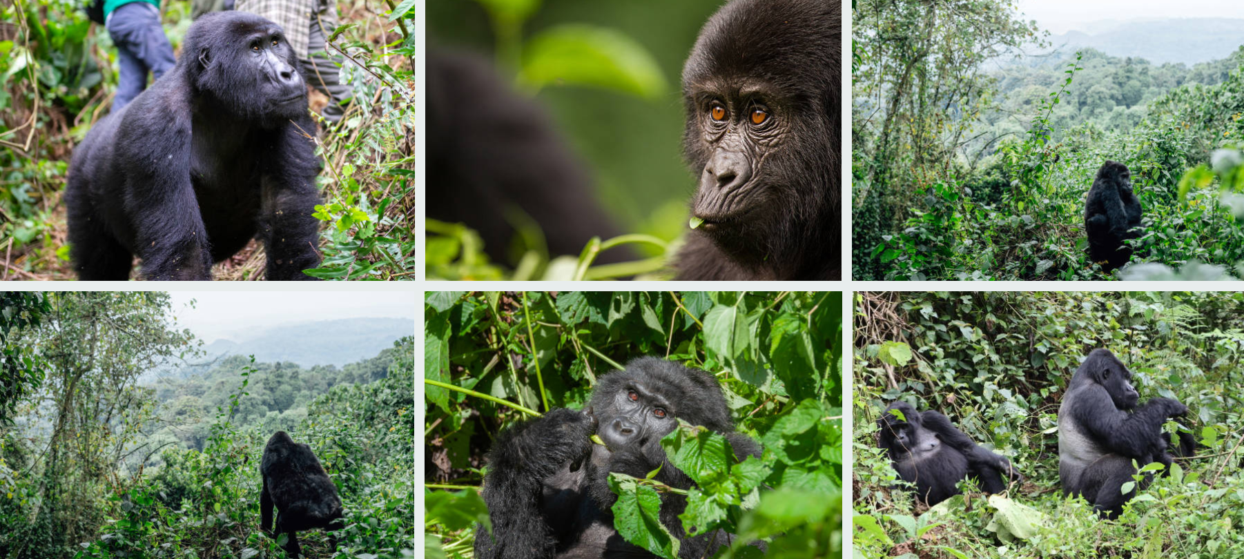 Mountain gorillas resting in Uganda’s rainforest during an adventurous trekking experience.